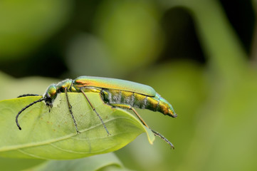 Beetle outdoor (lytta vesicatoria)