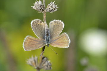 Butterfly in natural habitat (plebejus argus)