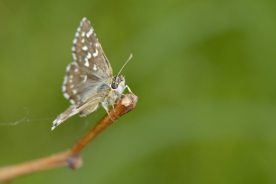 Butterfly at rest on a blade of grass