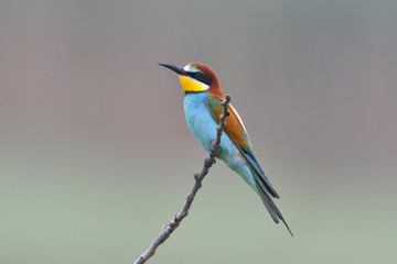 European bee-eater (Merops Apiaster) outdoor
