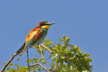 Fototapeta premium European bee-eater (Merops Apiaster) outdoor