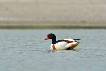 Common Shelduck, (tadorna tadorna)