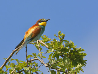 European bee-eater (Merops Apiaster) outdoor
