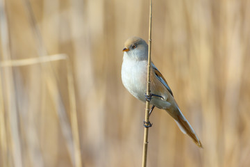 beraded tit - reedling - in natural habitat (panurus biarmicus)
