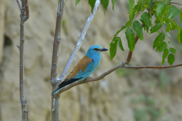 European Roller (coracias garrulus) outdoor