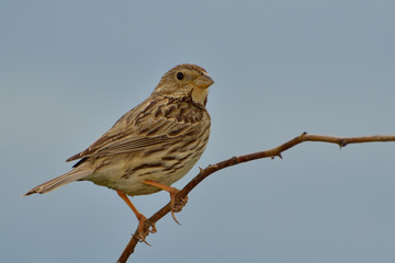 Bunting miliaria calandra on a twig