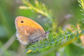 Butterfly in natural habitat (lycaena dispar)