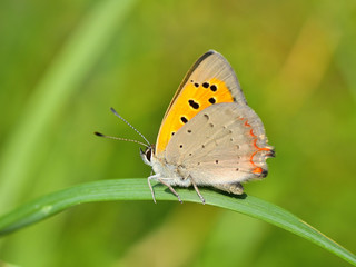 Fototapeta na wymiar Butterfly in natural habitat