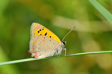 Butterfly in natural habitat