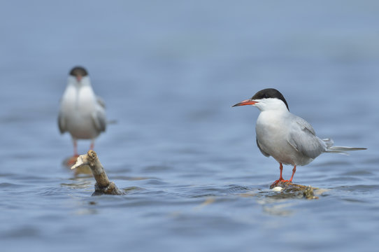 Common tern (sterna hirundo)