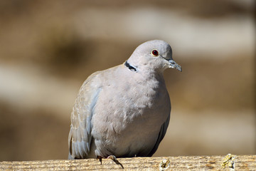 European Turtle dove
