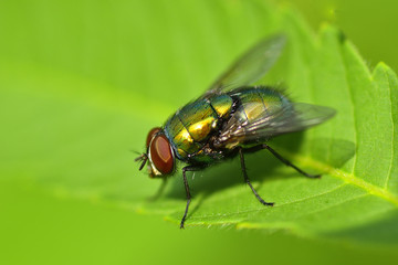 Golden colored fly