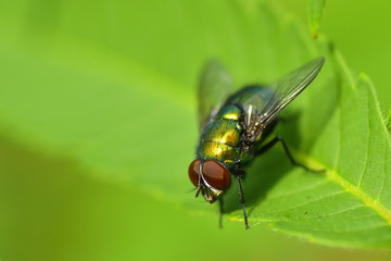 Golden colored fly