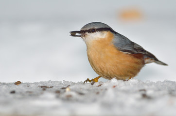 Nuthatch bird