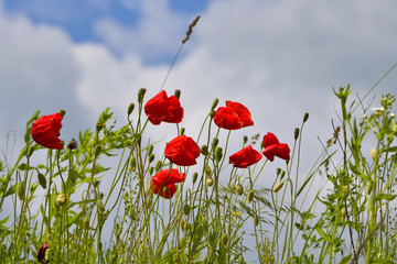 Poppies blooming in the wild meadow high in the mountains