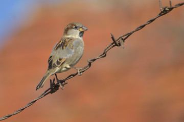 Sparrow sitting on a metal fence