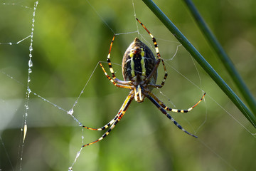 Spider outdoor