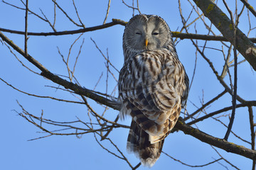 Ural owl
