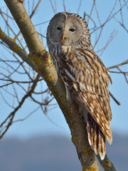 Ural owl