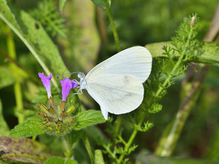 White butterfly