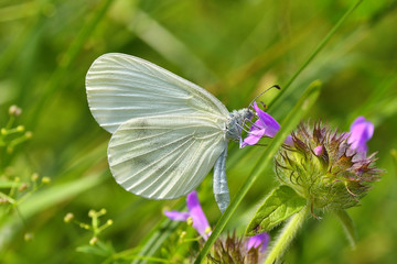 White butterfly