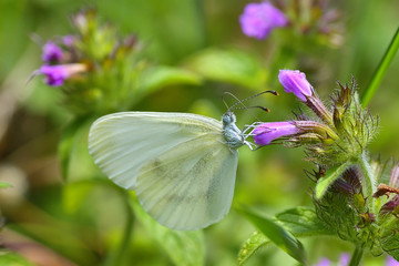 White butterfly