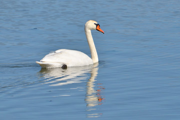 Obraz na płótnie Canvas White swan
