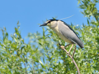 Black crowned night heron in the nature