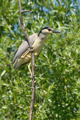 Black crowned night heron in the nature