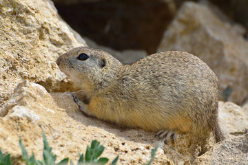 Prairie dog on field in summer