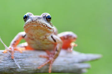 The Common Frog, Rana temporaria