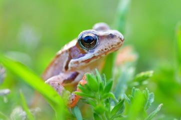 The Common Frog, Rana temporaria