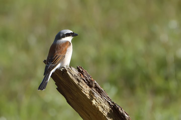 Red-backed shrike, Lanius collurio, single male