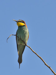 European bee-eater (Merops Apiaster) outdoor 