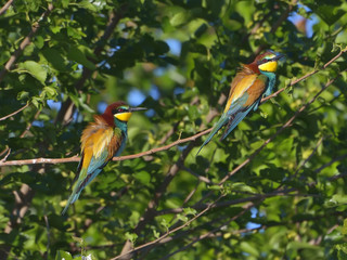 European bee-eater (Merops Apiaster) outdoor 