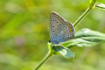 Fototapeta na wymiar Blue butterfly outdoor (polyommatus icarus)