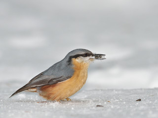 Nuthatch bird in natural habitat (sitta europaea) 