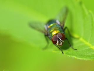 Golden colored fly on leaf closeup view