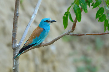 European Roller (coracias garrulus) outdoor