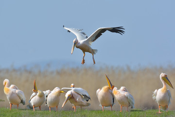 Pelicans in natural habitat (pelecanus onocrotalus)