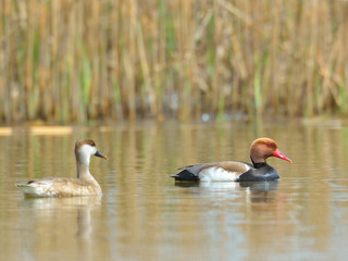 Red Crested pochard (Netta Rufina)