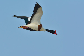 Common Shelduck, (tadorna tadorna)