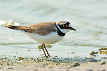 Little Ringed Plover (Charadrius dubius)