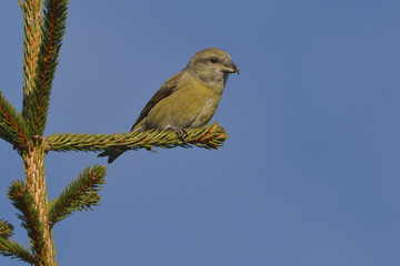 Crossbill in natural habitat - Loxia curvirostra