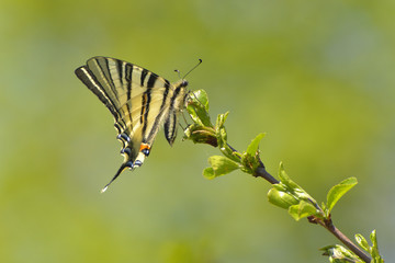 Butterfly - scarce swallowtail