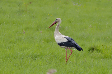 Stork (ciconia ciconia)