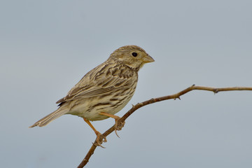 Close up Corn Bunting miliaria calandra