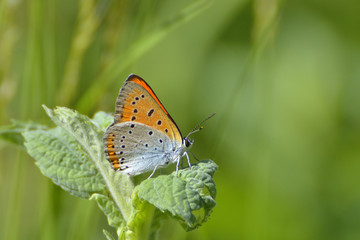 Obraz na płótnie Canvas Butterfly in natural habitat (plebejus argus)