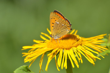 Butterfly (lycaena dispar)