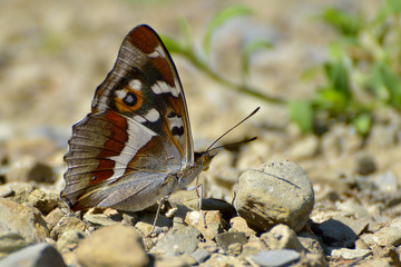 Aglais iris (Purple Emperor) butterfly